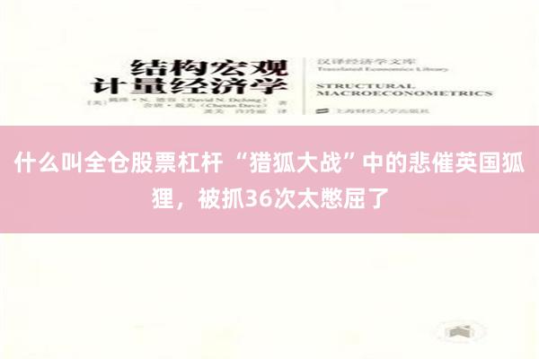 什么叫全仓股票杠杆 “猎狐大战”中的悲催英国狐狸，被抓36次太憋屈了